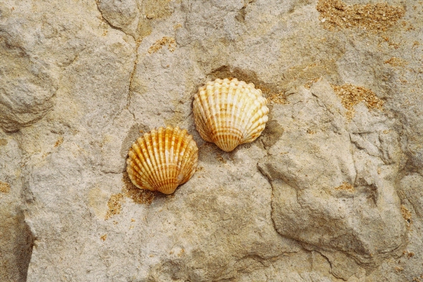Seashell
