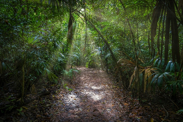 Jungle path